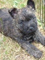 CHIOT