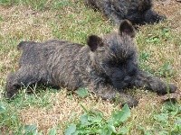CHIOT