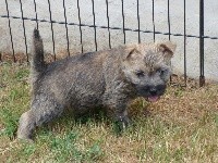 CHIOT