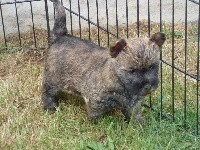 CHIOT