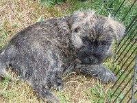 CHIOT