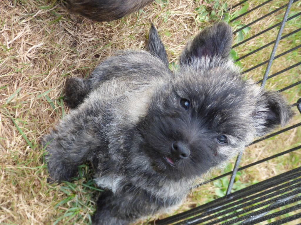 Du Void Des Rouges Terres - Cairn Terrier - Portée née le 21/05/2018