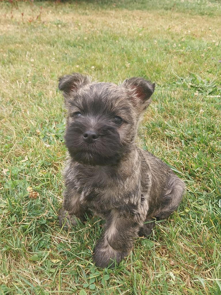 Du Void Des Rouges Terres - Chiots disponibles - Cairn Terrier