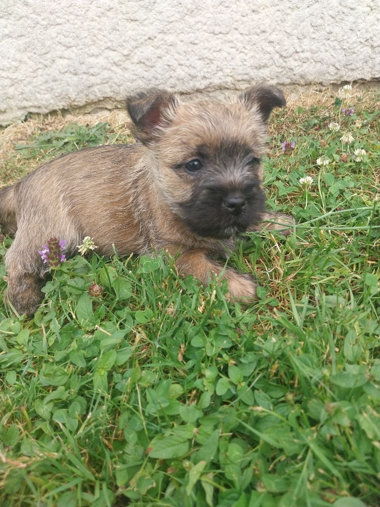 Du Void Des Rouges Terres - Chiots disponibles - Cairn Terrier